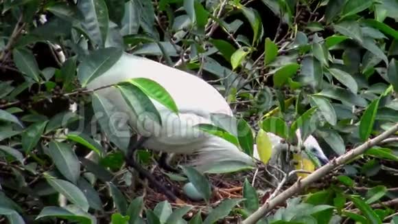 4K小白鹭在台北的湖上照顾有蓝蛋的巢视频的预览图