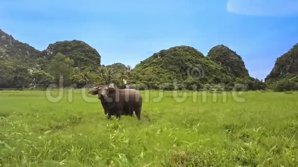 草地上的大型灰牛与棕榈树和丘陵的距离视频的预览图