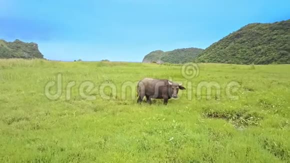 绿色草地上的大棕色水牛视频的预览图