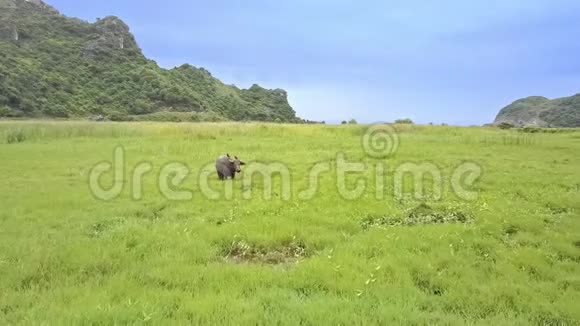 无人机在绿色草地上向大型水牛移动视频的预览图