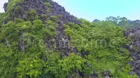 无人机接近白山羊爬上植物间的岩石视频的预览图