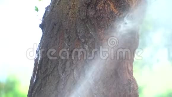 溅起的水落在树上的压力下视频的预览图