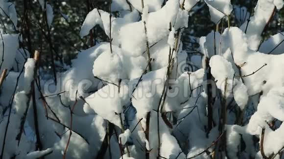 覆盖着白雪的矮树丛视频的预览图