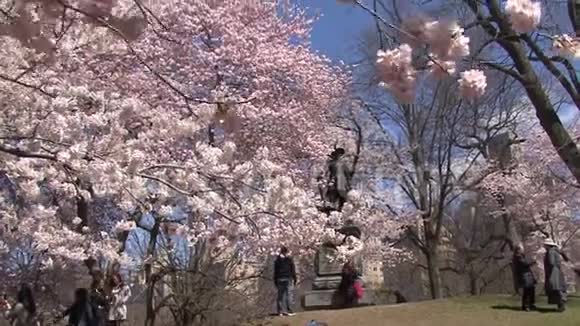 纽约樱花盛开视频的预览图