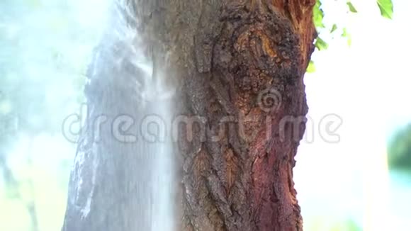 溅起的水落在树上的压力下视频的预览图