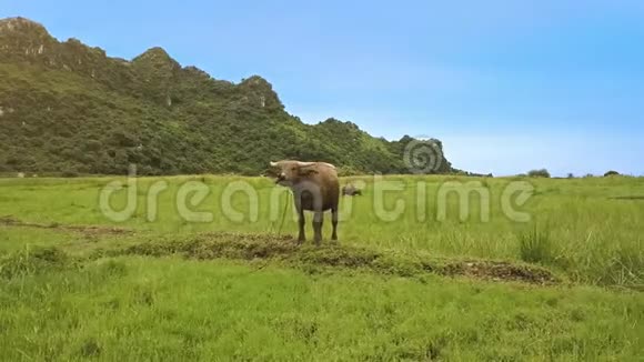 无人机将小水牛和小动物送到一望无际的草地视频的预览图