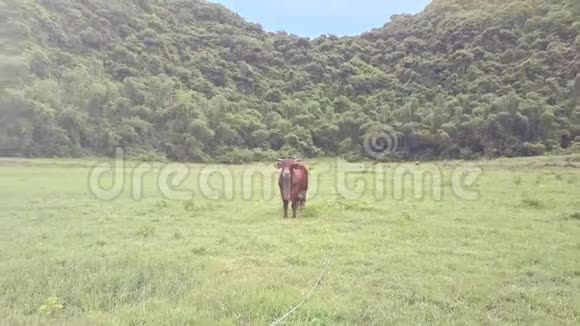 在草地上的草地上和景观之间围绕着公牛的飞行摄像机视频的预览图