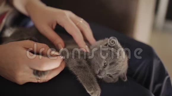 女孩抱着一只苏格兰折叠小猫抚摸它视频的预览图