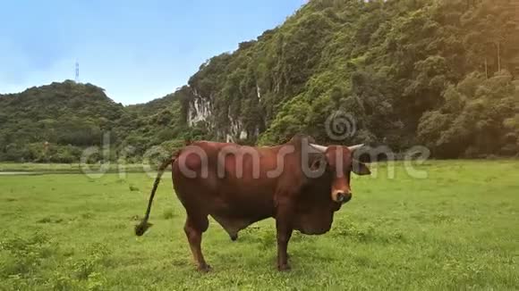 草地上的特写牛架看山附近的无人机视频的预览图