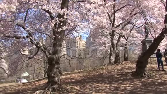纽约中央公园樱花盛开的潘视频的预览图
