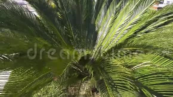 阳光明媚的夏日棕榈叶在风中摇曳视频的预览图