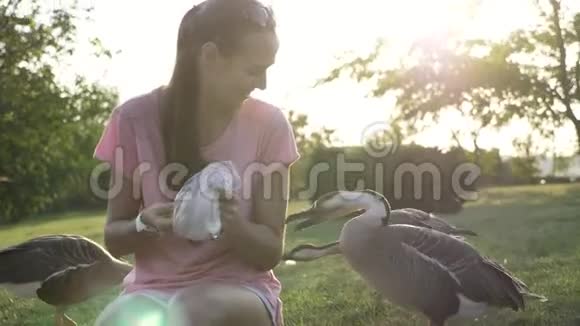 女人用手掌喂鹅但当喂食结束时鹅会攻击和采摘视频的预览图