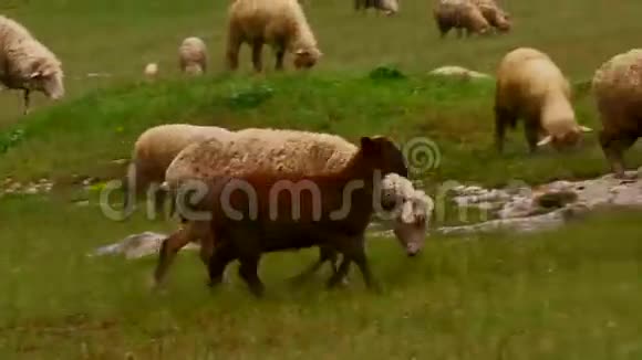 羊在牧场上视频的预览图