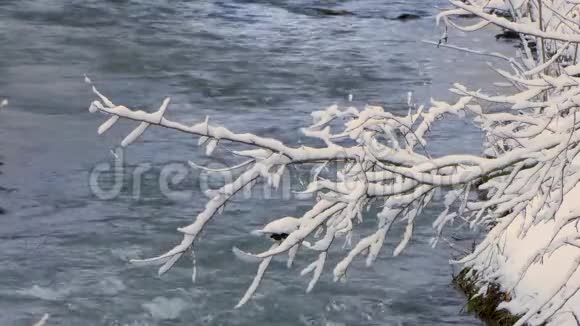 树枝在雪的重压下弯向河边视频的预览图