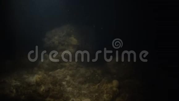 珊瑚和大鱼在水下视频的预览图