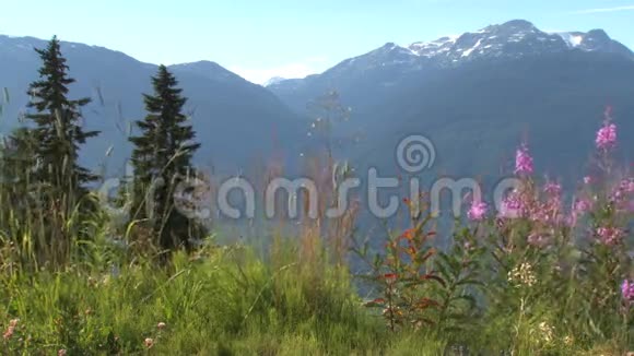 风景山基地花卉视频的预览图