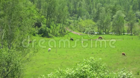 牛和马走在草地上山地景观视频的预览图