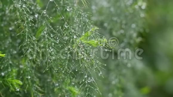 绿色特写在离焦中的宏观绿色有露水的绿色植物的枝条视频的预览图