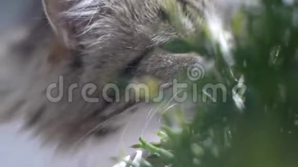 毛茸茸的大猫在窗台上吃青菜剪辑猫吃草视频的预览图