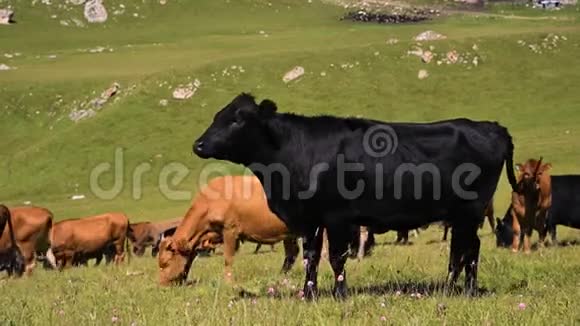 黑色和棕色的奶牛在一个夏天阳光明媚的日子里在一个高寒的绿色悬崖上在一个蓝色的晴朗的天空觅食的概念视频的预览图