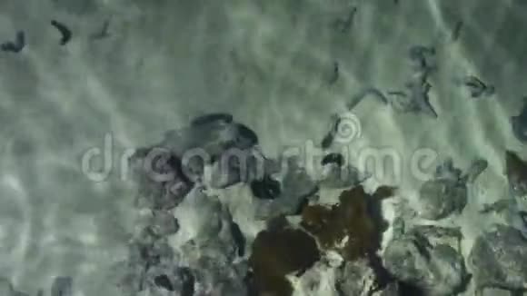 锦鲤鱼在透明的浅水中游泳视频的预览图