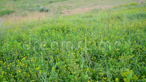 有倾斜和生长的草的野生草地视频的预览图