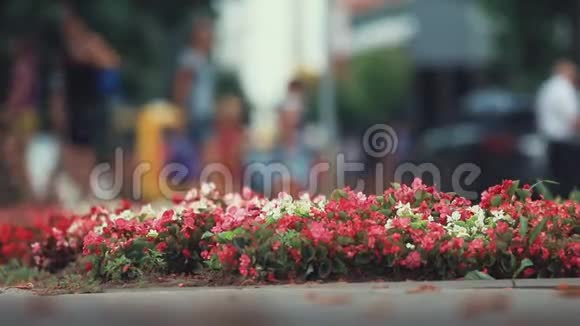 中心城市花坛上美丽的红红的花朵多利射击场地浅视频的预览图