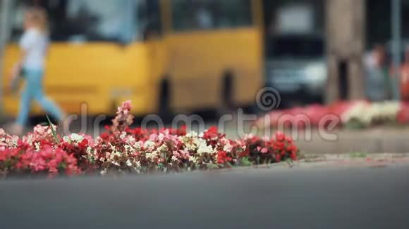 中心城市花坛上美丽的红红的花朵多利射击场地浅视频的预览图