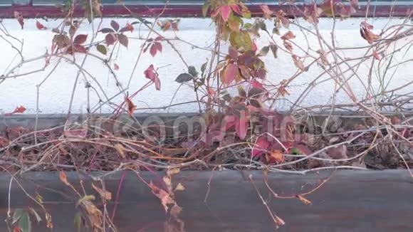 街道上的木制花坛上面有干燥的植物视频的预览图