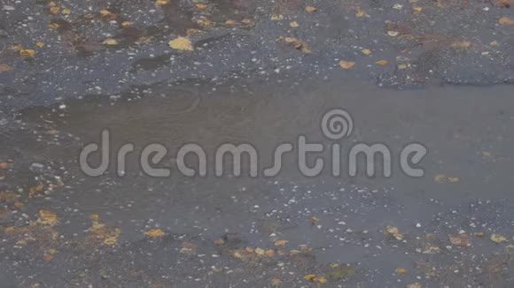 秋天的雨滴在沥青上的水坑里视频的预览图