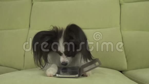 狗狗狗狗狗躺在沙发上正在客厅里研究智能手机的库存录像视频的预览图
