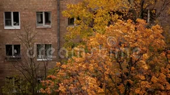 穿过秋天树叶的住宅砖房的外部窗户视频的预览图