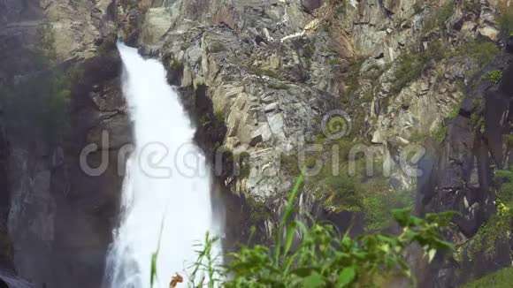 山瀑布背景下的野生植物视频的预览图