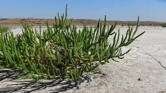 是一种盐生的一年生双子叶植物生长在各个地区视频的预览图