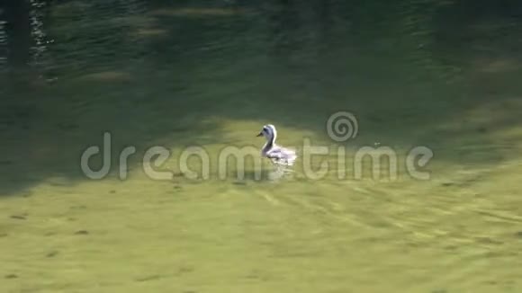 小鸭子在池塘里追逐昆虫视频的预览图