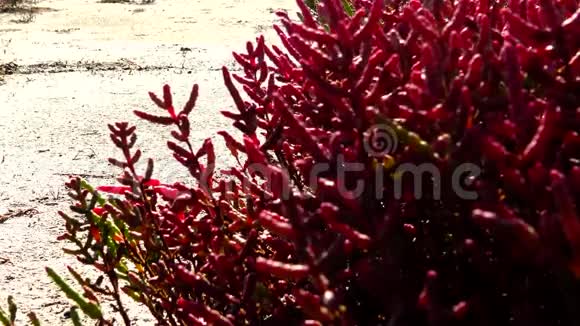 是一种盐生的一年生双子叶植物生长在各个地区视频的预览图