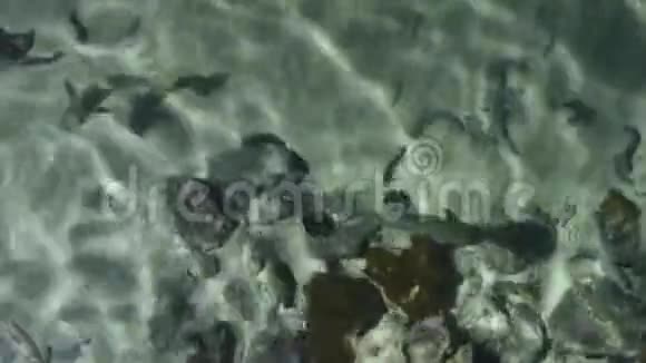 锦鲤鱼在透明的浅水中游泳视频的预览图