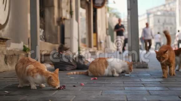 在伊斯坦布尔街流浪猫土耳其4K视频的预览图