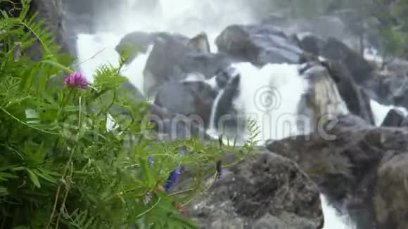 山瀑布背景下的野生植物视频的预览图