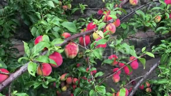 有机梅树有许多成熟的红色果实视频的预览图