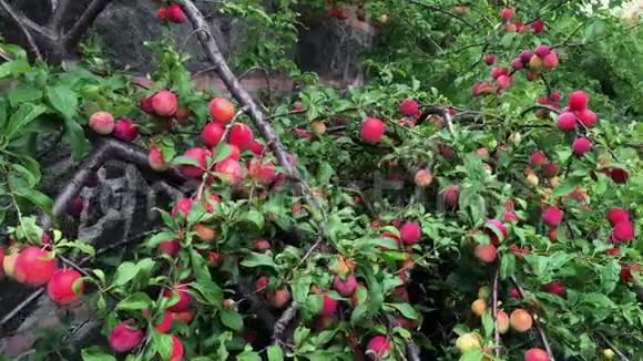 有机梅树有许多成熟的红色果实视频的预览图