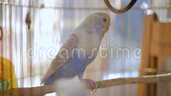布杰里加在鸟笼里布吉在窗户的笼子里搞怪鸟笼里的绿色蓝芽视频的预览图