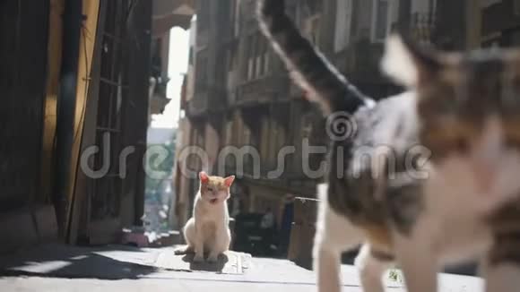在伊斯坦布尔街流浪猫土耳其4K视频的预览图