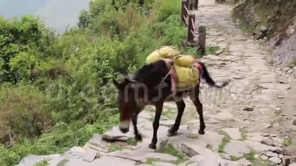 驴在尼泊尔喜马拉雅山的GhorepaniGhandruk徒步旅行的小径上视频的预览图