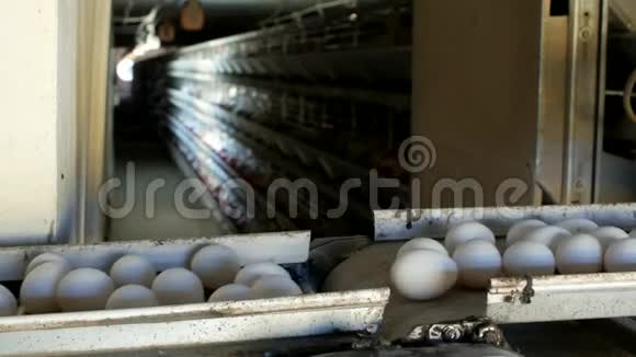禽类厂生产鸡蛋鸡蛋采用输送机特写有机视频的预览图
