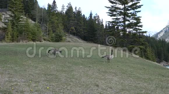 加拿大落基山脉国家公园的鹅视频的预览图