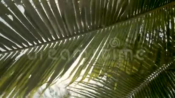 阳光透过带有太阳背景的棕榈叶带有透镜耀斑效应视频的预览图