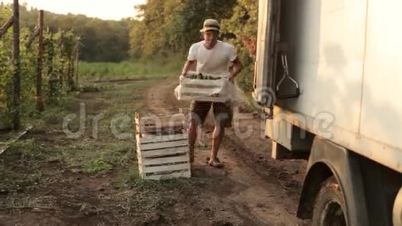 农民在卡车里装蔬菜的运输箱视频的预览图