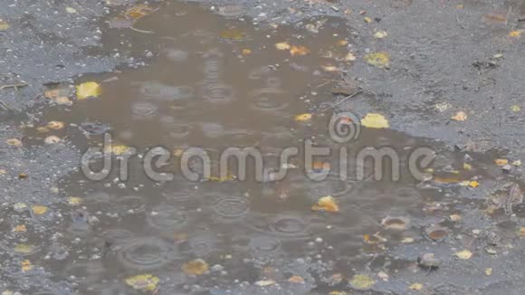 秋天的雨滴在沥青上的水坑里视频的预览图
