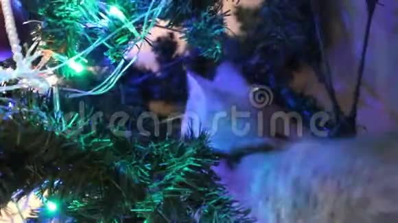 小猫在玩圣诞树视频的预览图